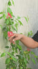 Bougainvillea blooms kissing butterflies (set of two)